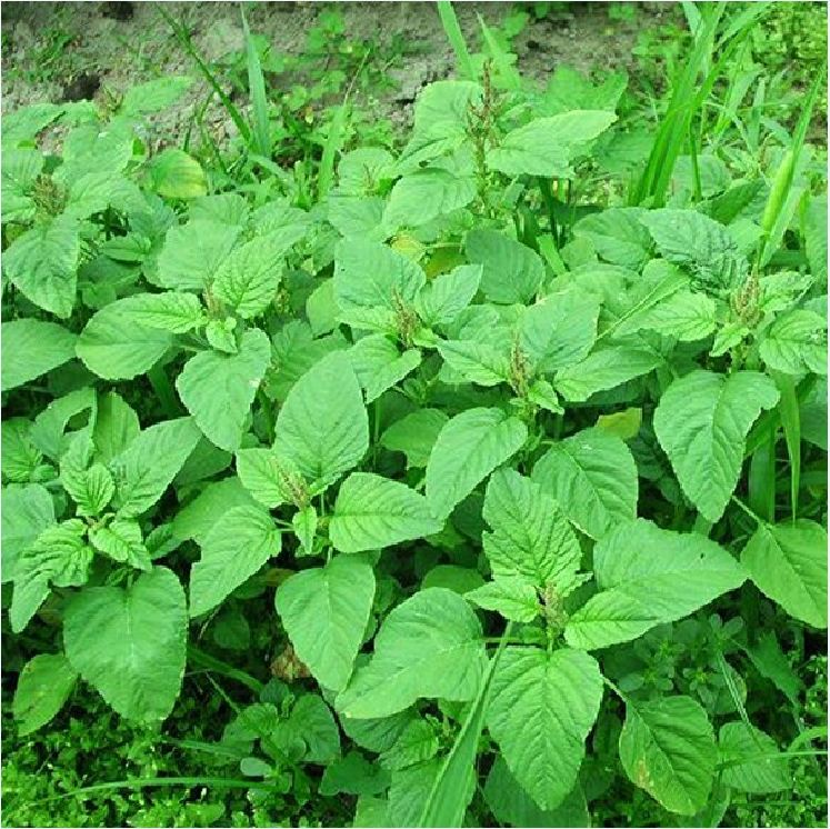 Hạt giống rau dền xanh -gói 20 gram(tặng kèm phân bón)