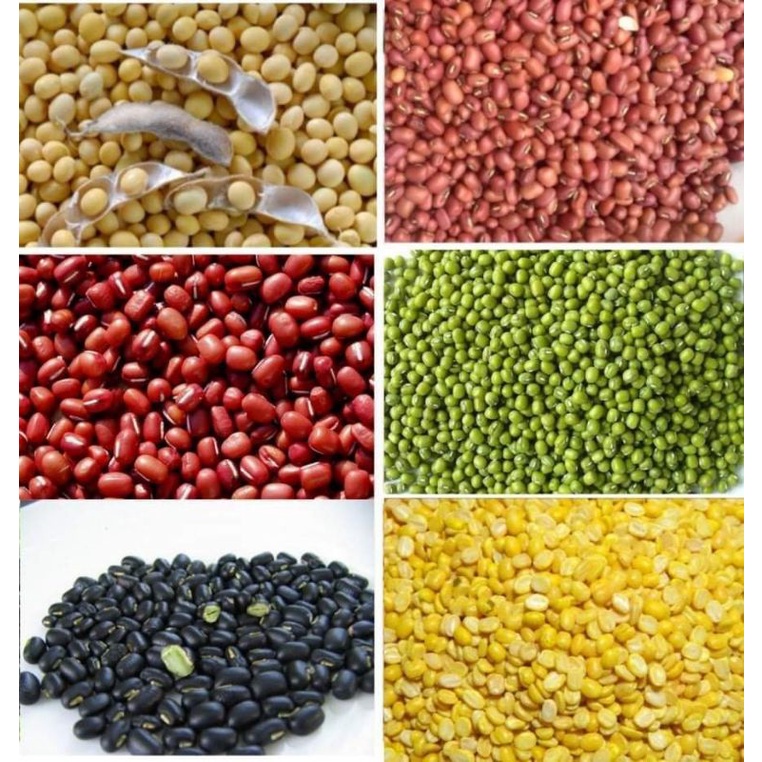 [Rẻ vô địch] [Có sẵn] 500G ĐẬU / ĐỖ CÁC LOẠI : ĐẬU XANH / ĐỎ/ ĐEN XANH ...
