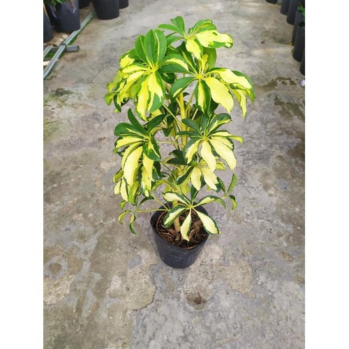 Cây giống Cây ngũ gia bì cẩm thạch - CayGiongTot