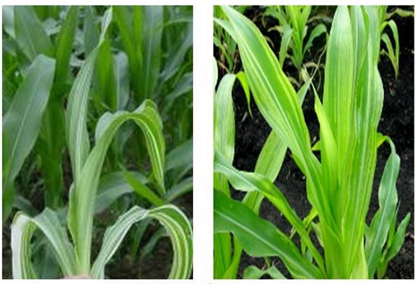 Chế phẩm trừ bệnh Phytocide 50WP gói 15g