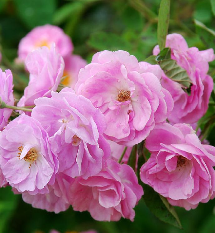 Mini Fragrant Rose Seeds (Spring Rose, 20 Seeds/Seed Germination Stimulation Package Included)