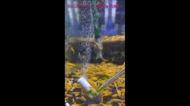 [HCM]Sủi Co2 Chữ L Siêu Mịn | Up Aqua D 531