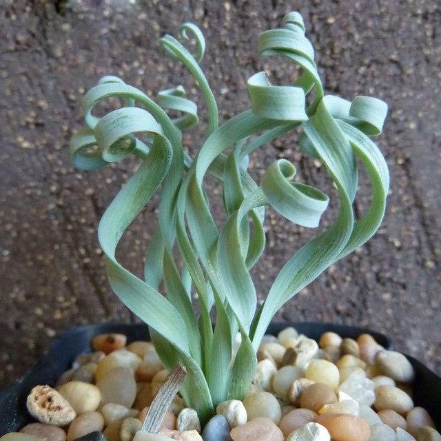 [Mới] - Hạt giống cỏ xoắn ốc  giá rẻ