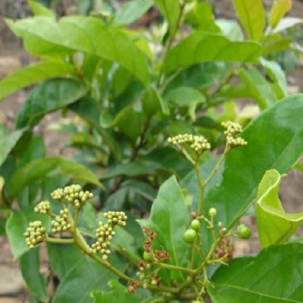 Hạt giống cây xạ đen -100 hạt