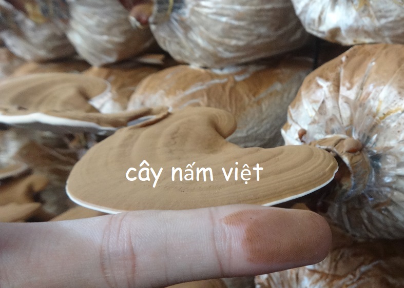 Nấm linh chi đỏ cao cấp CNV 250g (Xích chi Việt Nam)