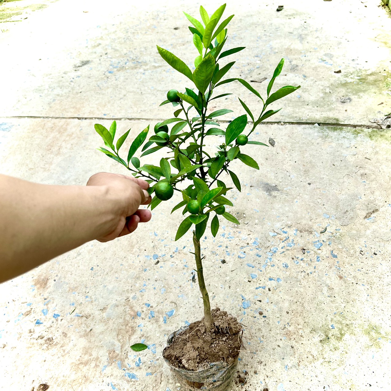 Cây chanh tứ quý trưởng thành đang hoa và quả cao 80cm-1m