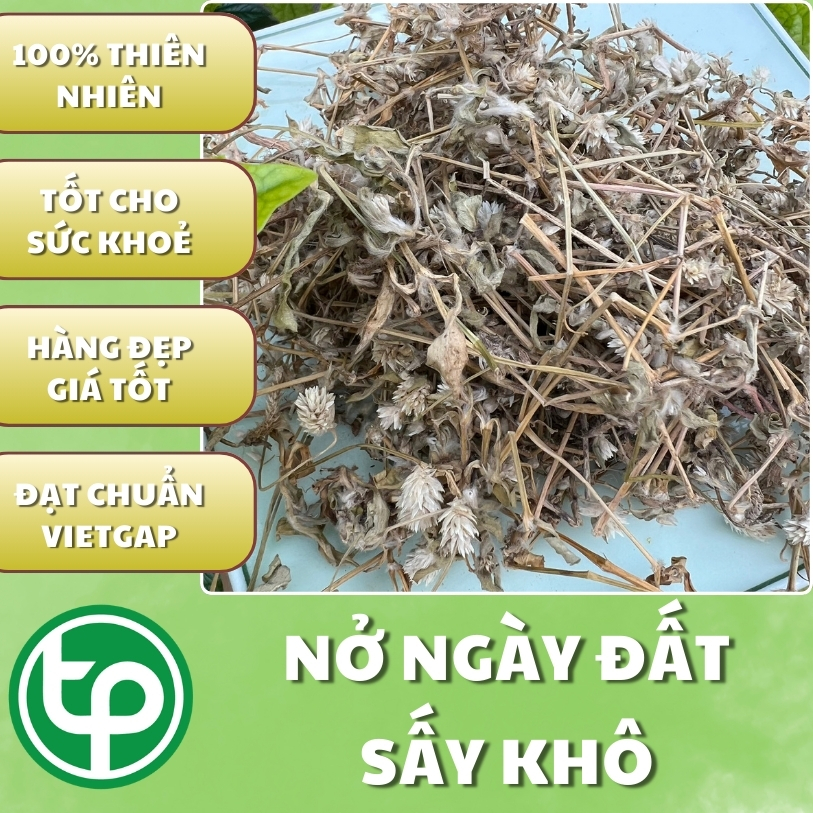 [New Product from the Company] Dried Day Blooming Plant in Large Bags, 500g - Tan Phat Herbal - Specialized for Making Tea and Infusing Water