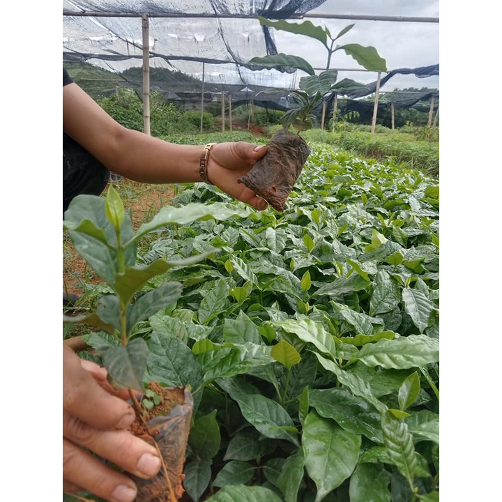 Cây cà phê giống cấy mô phù hợp mọi loại đất (cây giống bảo hành )