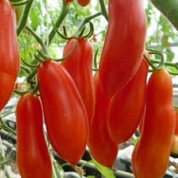 Hạt giống cà chua chuối ,quả dài-gói 20 hạt