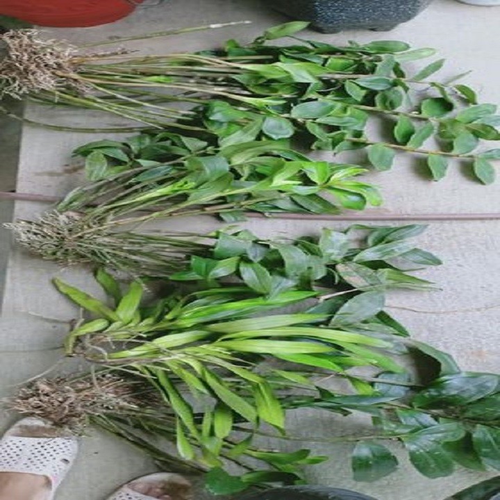 Hoa lan kiều vuông( cây đẹp,tết cho hoa)