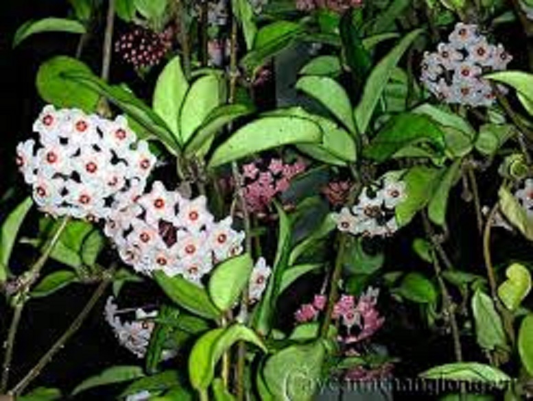 LAN CẦM CÙ ĐỦ MẶT HOA, CÂY TƯƠI ĐẸP GỬI ĐI NGUYÊN BẦU ĐẸP