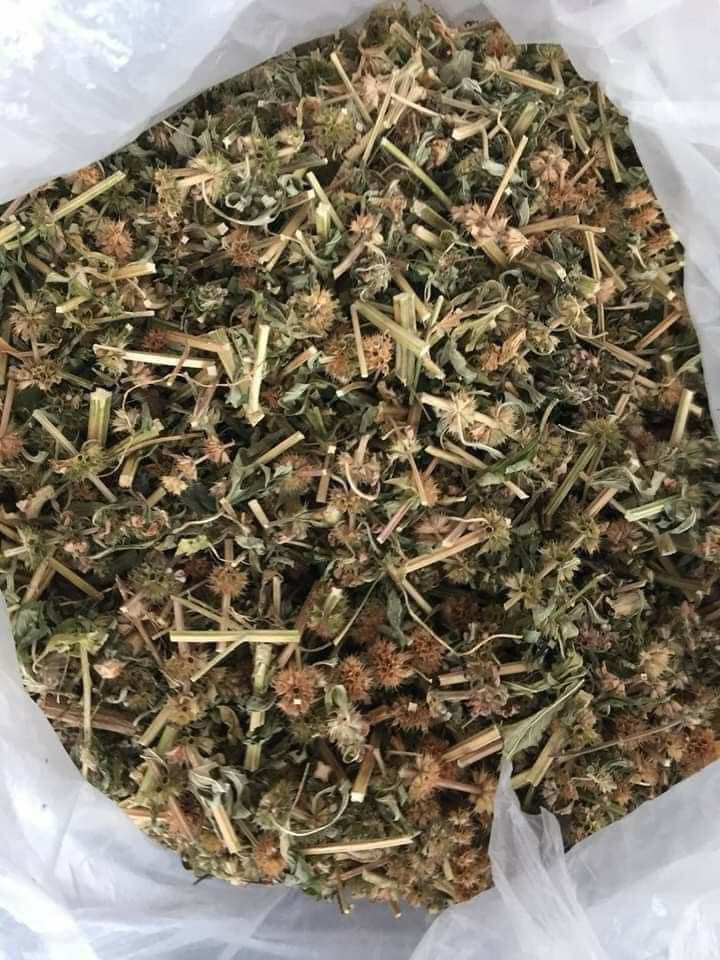 Cây ích mẫu khô (1kg)