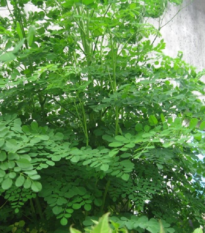 Hạt Giống Cây Chùm Ngây  - 1 gói 20 hạt