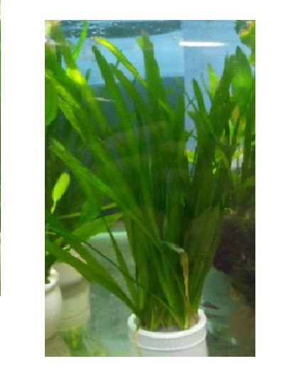 Hẹ nước - Tóc tiên - Trách tảo cây thủy sinh dễ trồng hậu cảnh