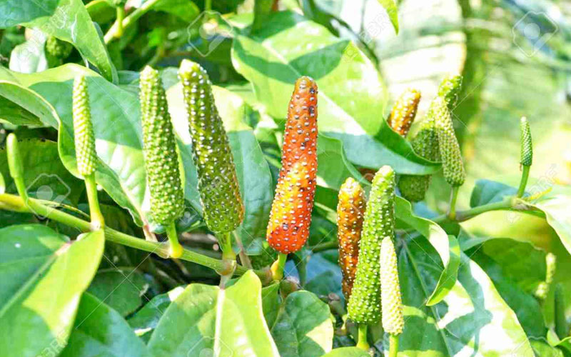 Cây tiêu lốp kho cá kho thịt rất ngon