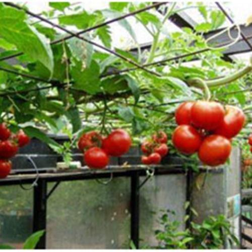 Hạt Giống Cà Chua Leo Giàn F1. Túi 10 Hạt
