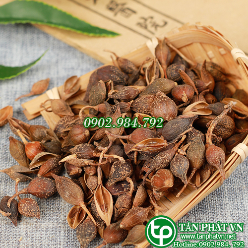Liên kiều khô 100g - Thảo Dược Tấn Phát
