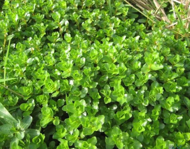 cây vảy ốc xanh bò thuỷ sinh 15 cây
