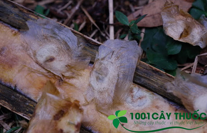 1 LON Hạt giống Cây Núc Nác Rừng. [ Trồng làm trụ tiêu hoặc kinh tế ] 100% HẠT MỚI TỶ LỂ NẢY MẦM NHIỀU ĐỀU ĐẸP Ạ