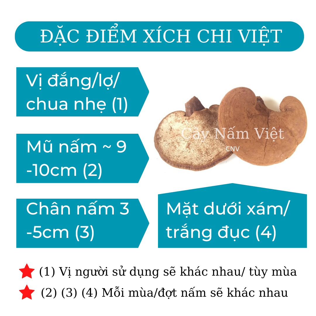 Nấm linh chi đỏ cao cấp CNV 250g (Xích chi Việt Nam)