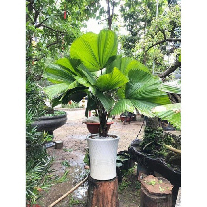 Cây kè Nhật