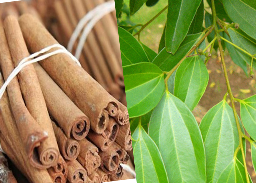 ( SALE SỐC) 1 lít tinh dầu quế làu sàn chống côn trùng