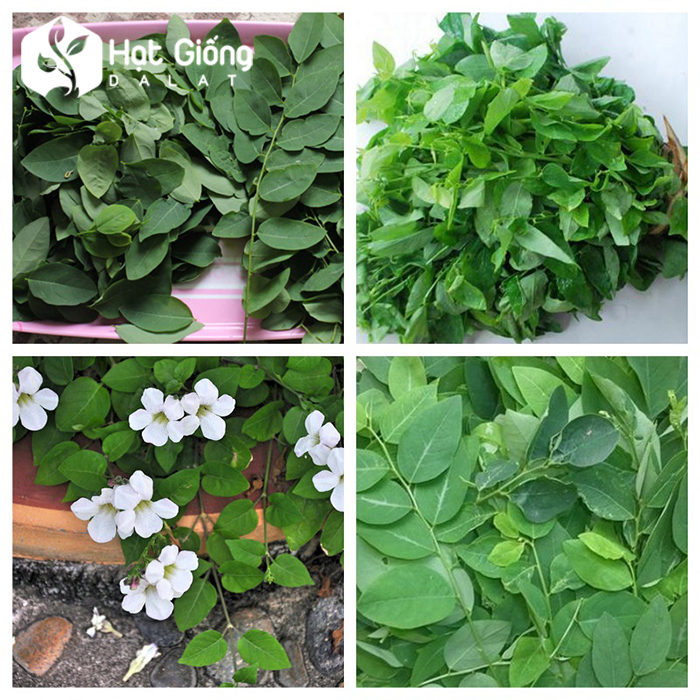 Hạt giống rau ngót rado 621 rạng đông gói 1gram