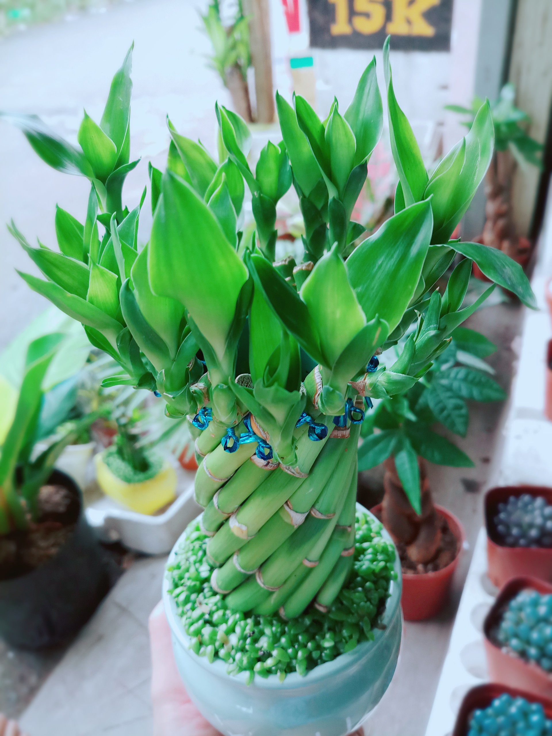 Cây Trúc Phát Tài