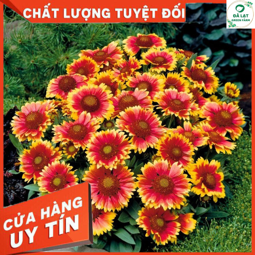 1K_Hạt Giống Hoa cúc Công Chúa