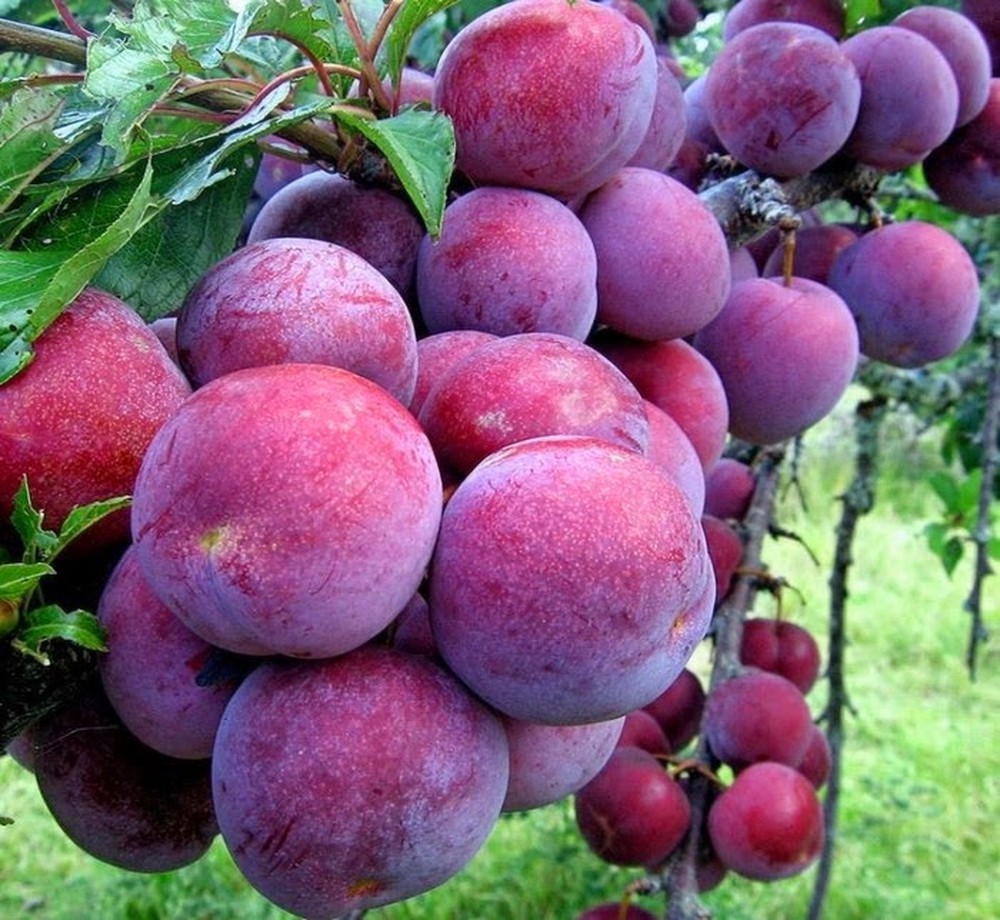 Cây mận tam hoa