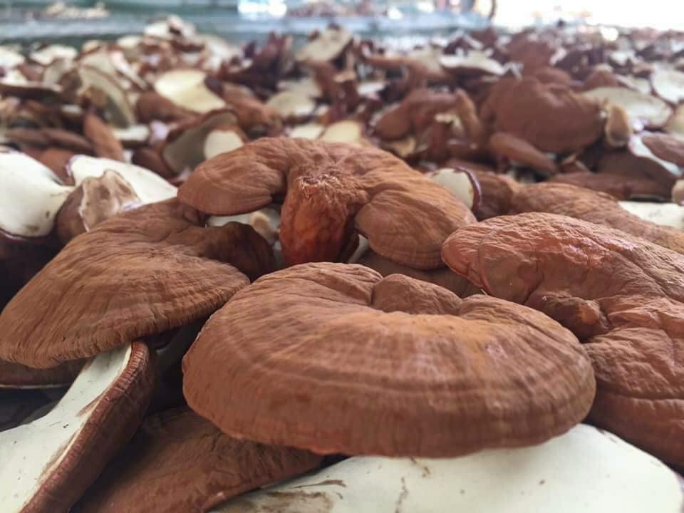 Nấm Linh Chi Đỏ (Hồng Chi Loại Cao Cấp)
