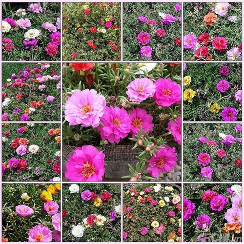HẠT GIỐNG HOA MƯỜI GIỜ MỸ MIX