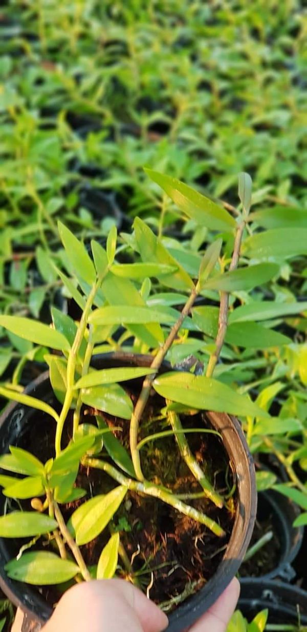 Thiên cung lữ bố 10.2019