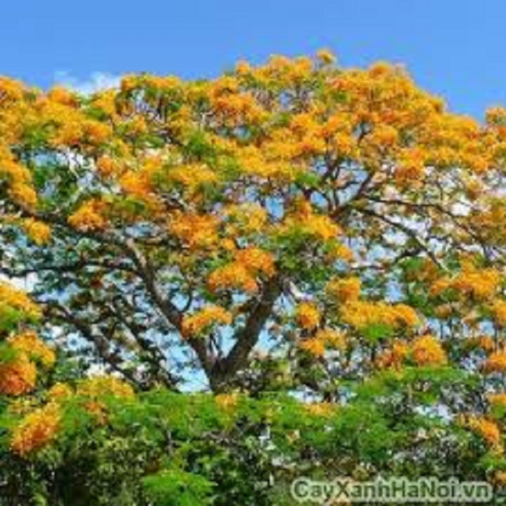 CÂY GIỐNG HOA PHƯỢNG VÀNG