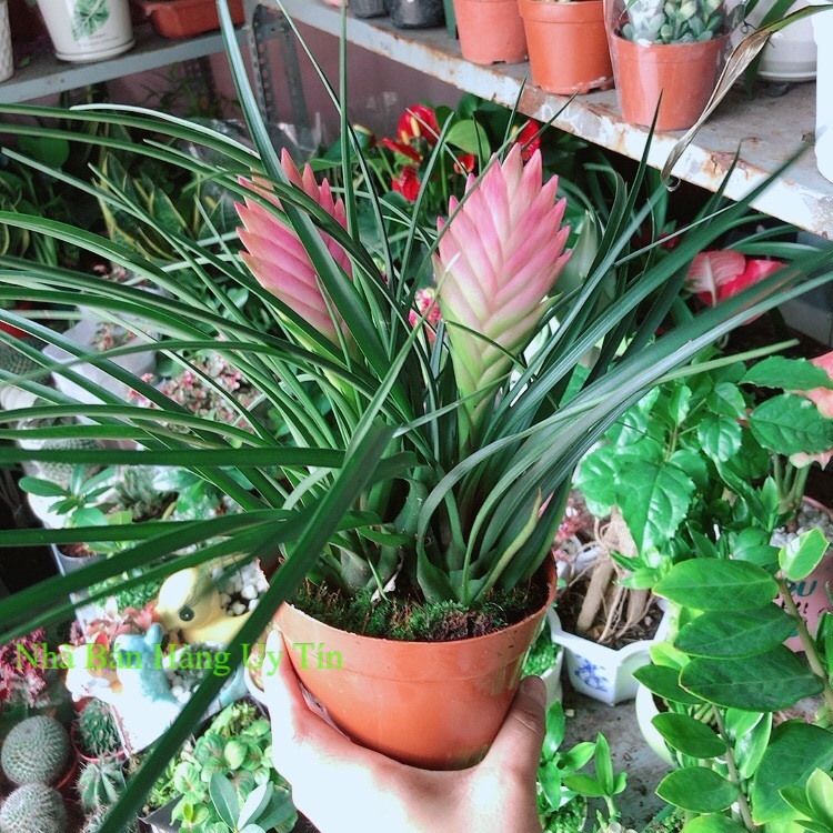 Thẻ bài hồng hàng đẹp bán chạy