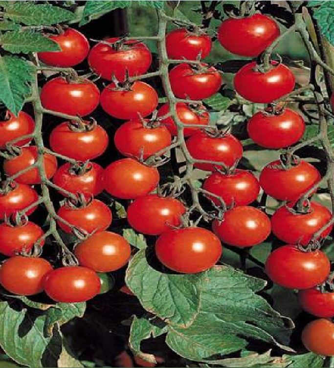 Hạt giống cà chua bi dây quả đỏ - ( 30 hạt/gói )