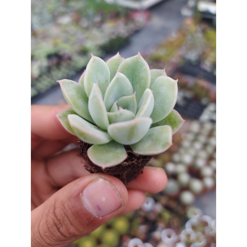 SEN ĐÁ LIÊN ĐÀI ĐÀ LẠT SIZE MINI  HƯ 1 ĐỔI 1  SIÊU CUTE
