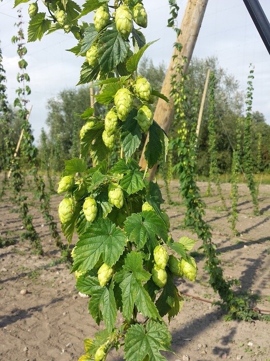 Gói 5 hạt giống hoa bia Hops