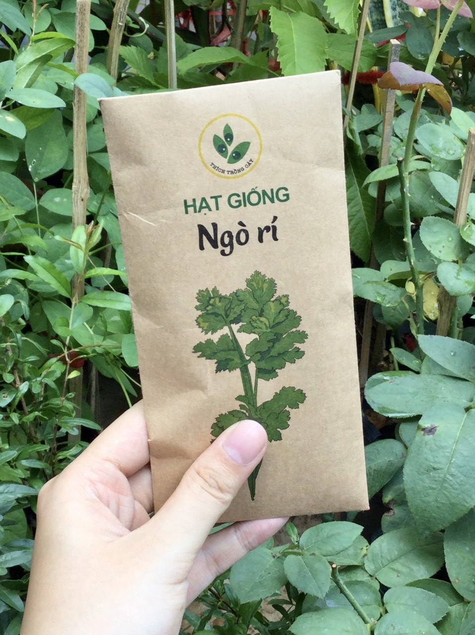 Hạt giống rau Ngò rí (20gram/bịch)