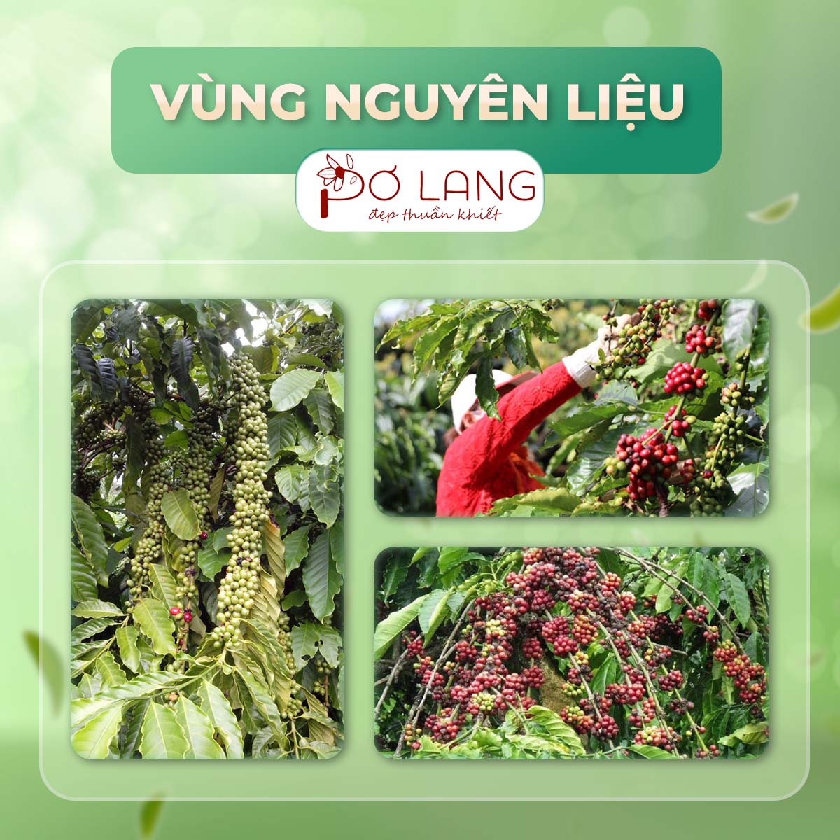 Muối tắm giảm mụn lưng Pơ Lang túi 12 gam (100% Thiên nhiên với dưỡng chất bơ tươi và cà phê Robusta Honey rang mộc)