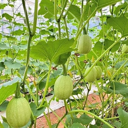 1Gr Hạt Giống Bí Sợi Mì Ý Spaghetti