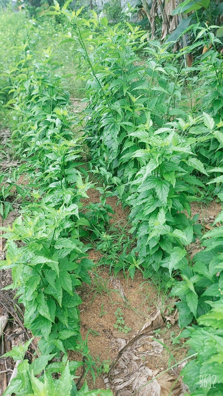 cây xương khỉ