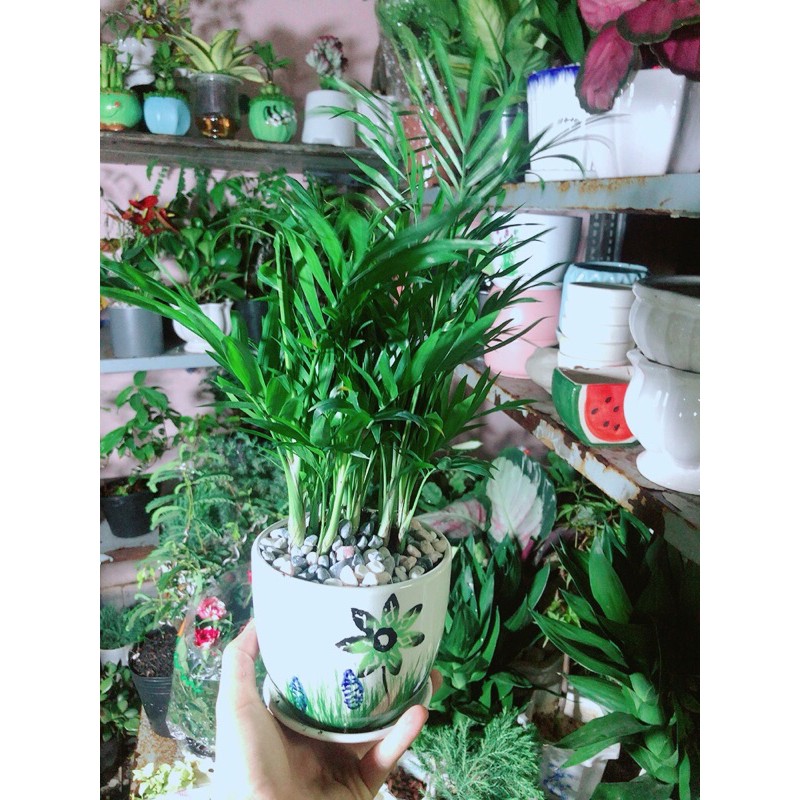[HCM]Chậu Cây Cau Tiểu Trâm