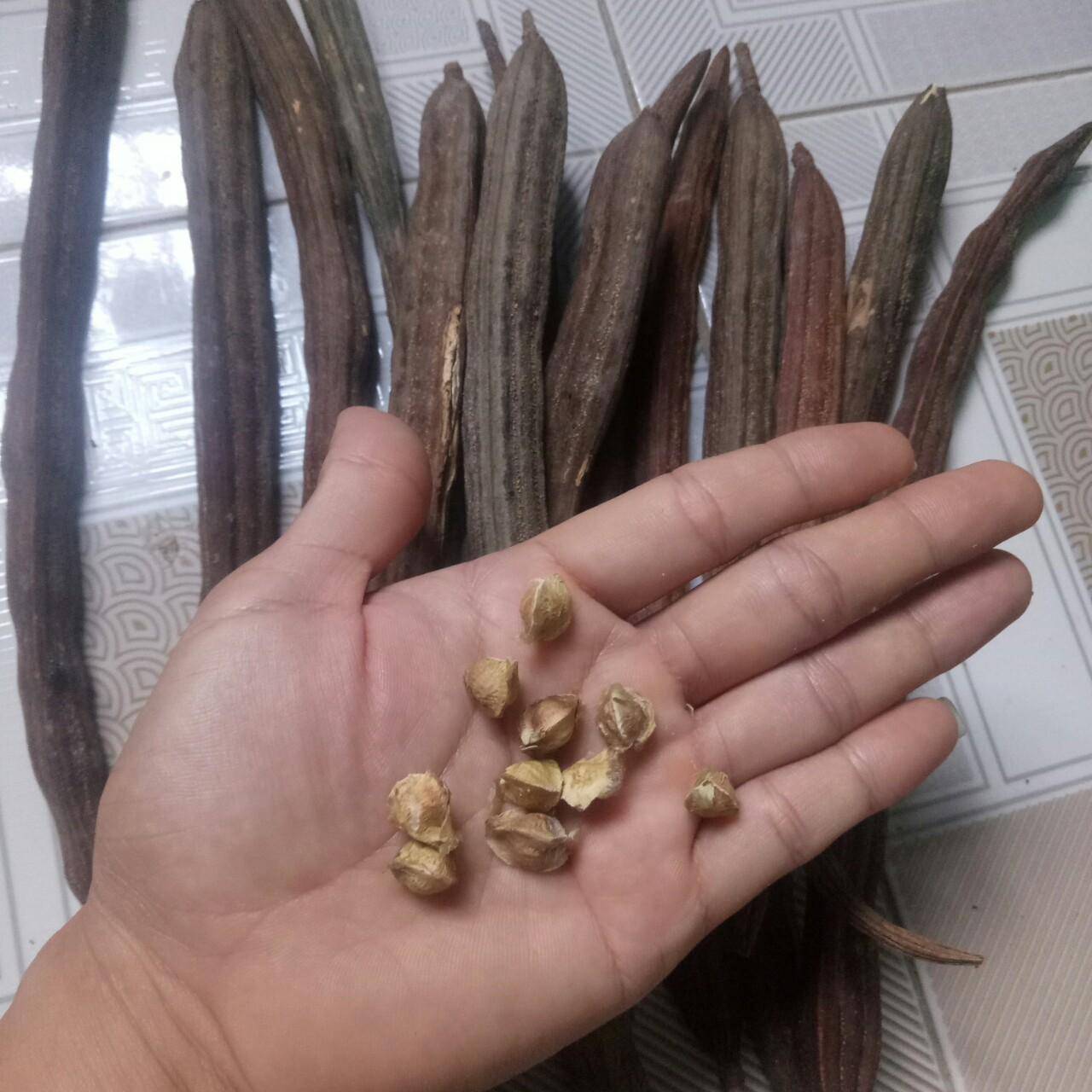 HẠT GIỐNG CÂY CHÙM NGÂY (gói 10 hạt)