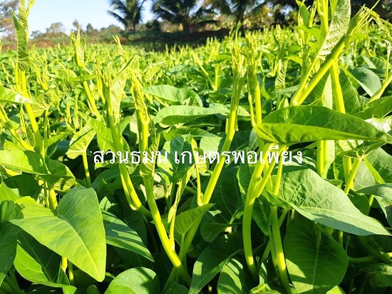 Gói 25 gram hạt giống rau muống siêu ngọn Thái