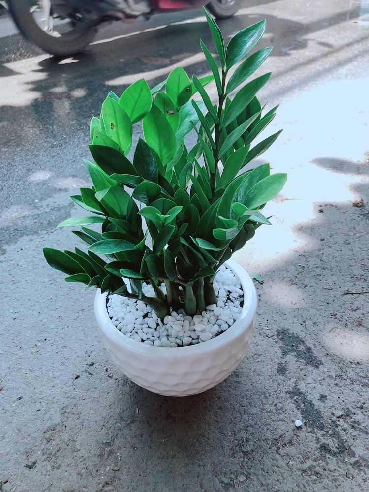 [HCM]Chậu Kim Tiền
