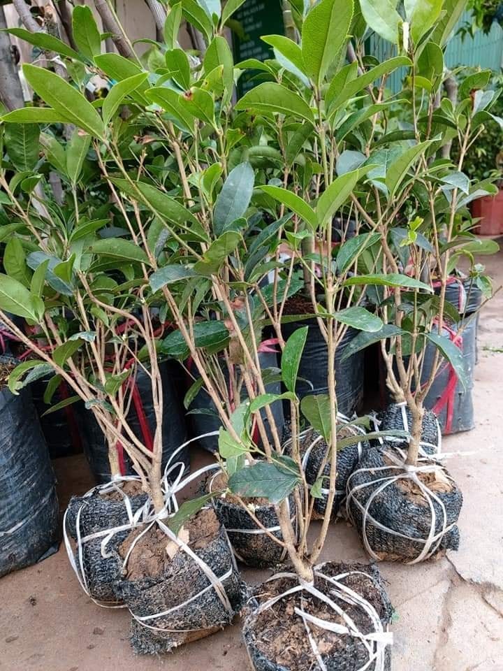 Cây hoa mộc hương hoa vàng cao đẹp 80cm , cây đẹp giá lại rẻ
