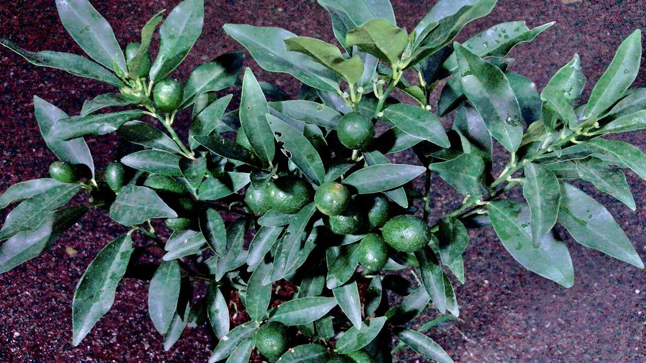 Cây Tắc Ngọt