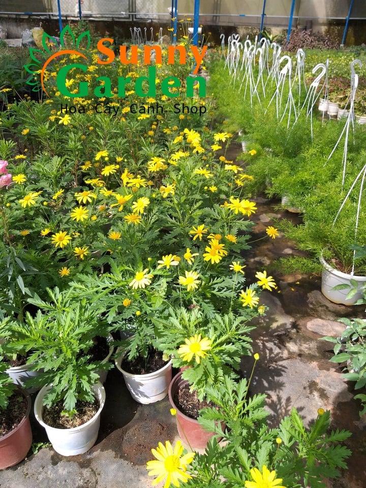 Cúc Thân Gỗ ( Cúc Trường Thọ) - Chậu Cây Cảnh