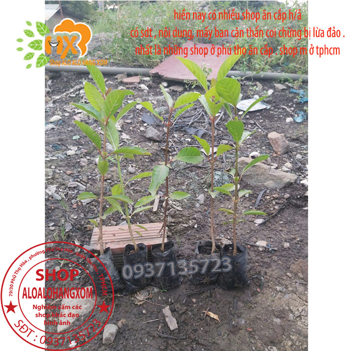 [HCM]COMBO 5 CÂY GÁO  VÀNG -CÂY GIỐNG